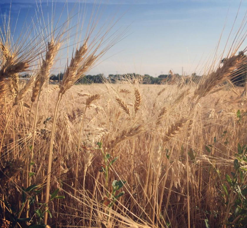 Wheat Barley Emmer Triticale Spelt Durum PNG