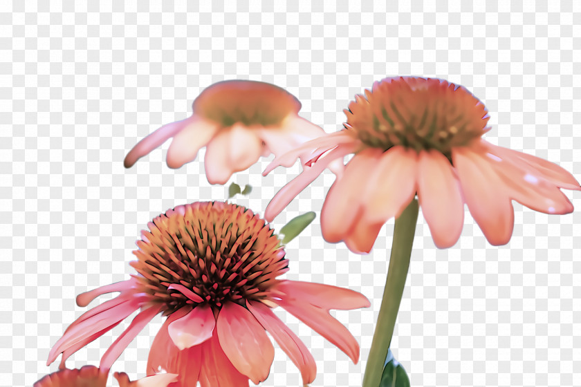 Wildflower Gerbera Purple Coneflower Flower Petal Plant PNG