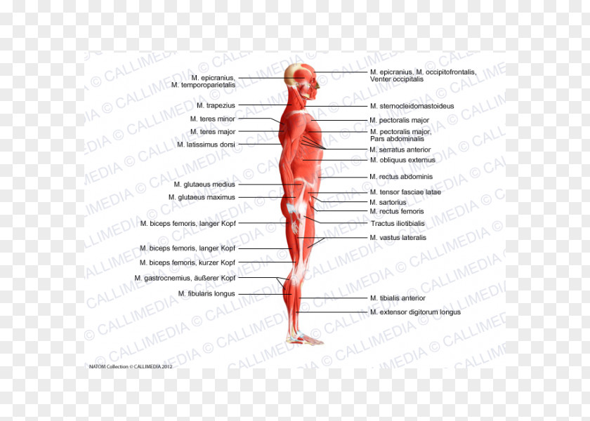 Biceps Trapezius Human Body Muscle Anatomy Muscular System PNG