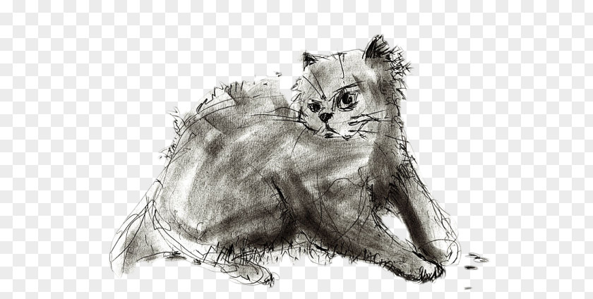 Creative Cat Ink Drawing Line Art Photography Sketch PNG