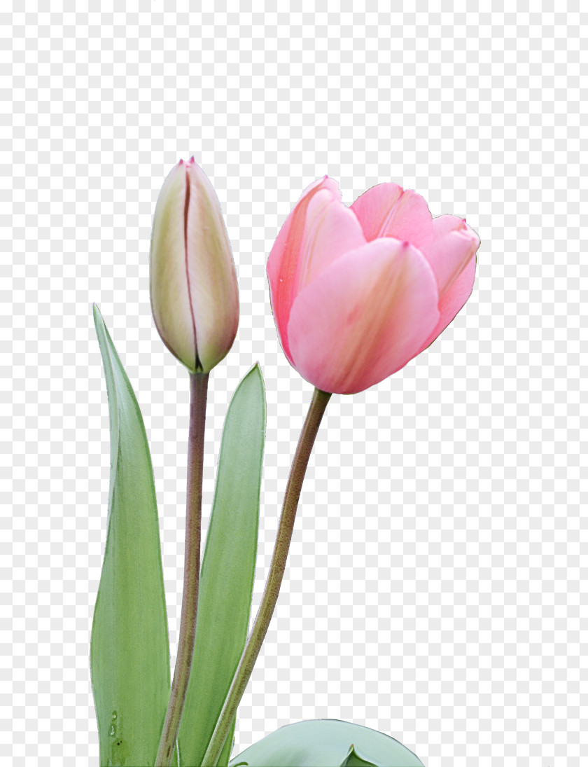 Flower Petal Tulip Plant Pink PNG