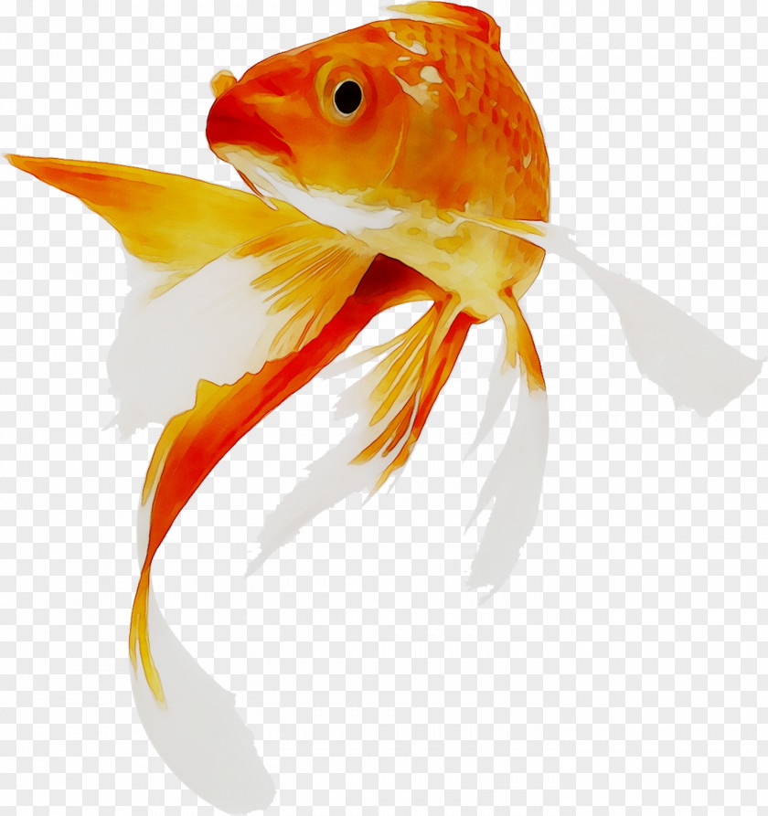 Goldfish Koi Aquarium System PNG