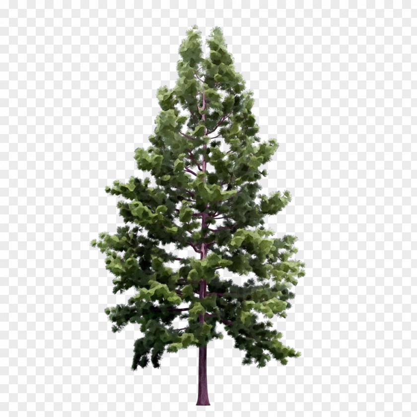 Red Pine Plant Tree Balsam Fir White Shortleaf Black Spruce Yellow PNG