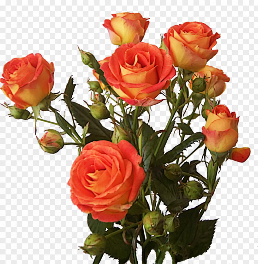 Rose Bush Roses Flower Clip Art PNG