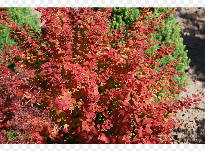 Tree Barberry Subshrub Groundcover PNG
