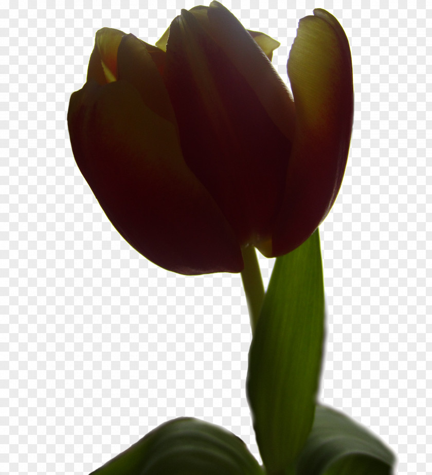 Tulips Creative Commons License Public Domain Tulip PNG