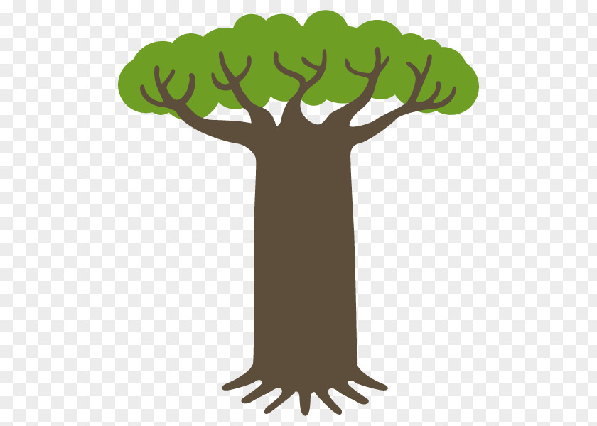 Baobab Illustration Clip Art Plants Tree PNG