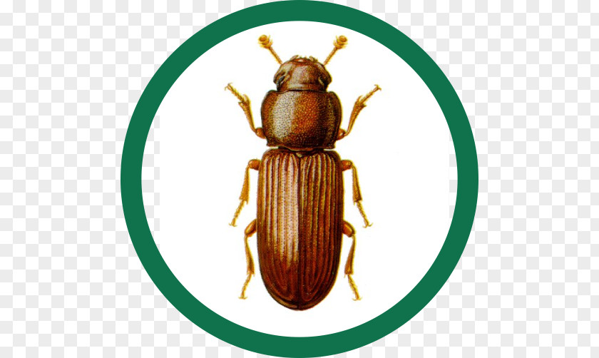 Besouro Red Flour Beetle Confused Pest Control PNG