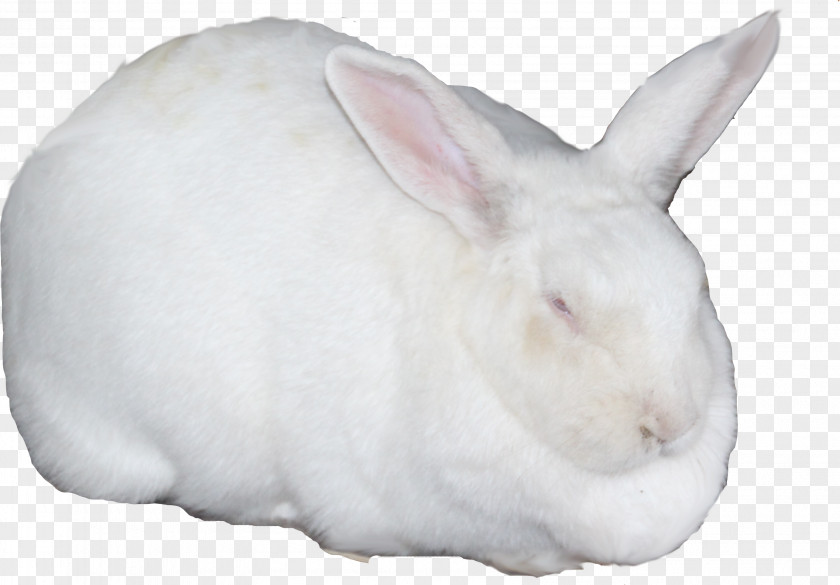 Little White Rabbit Domestic Hare Snout PNG