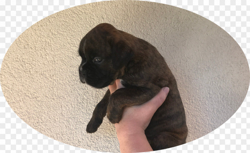 Puppy Dog Breed Boxer Bahrani People Sporting Group PNG