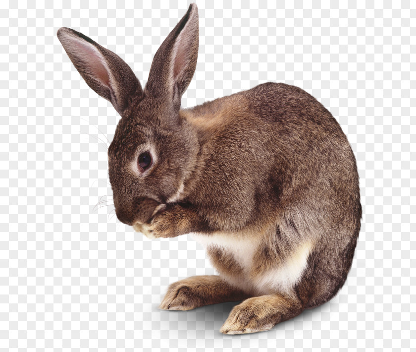 Amphibian Lion Hare Domestic Rabbit Mammal PNG