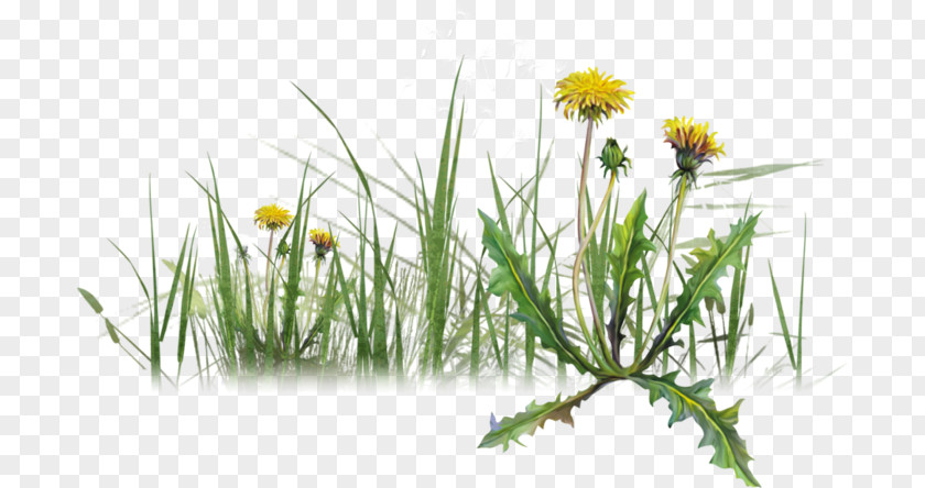Dandelion Image Herbaceous Plant Plants PNG