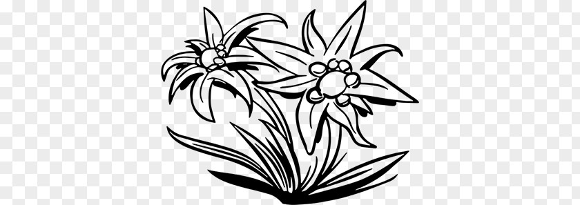 Edelweiss PNG clipart PNG