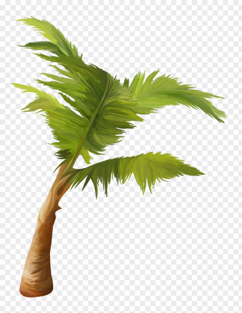 Hand Painted Arecaceae Asian Palmyra Palm Coconut Plant Tree PNG