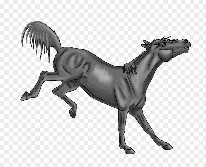 Horse How To Draw A Bucking Stallion Drawing PNG