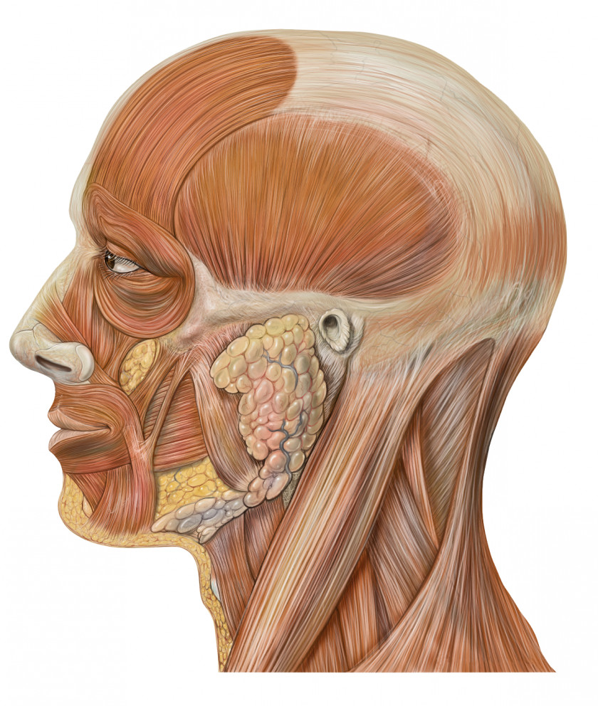 Creative Skull Head And Neck Anatomy Human Body PNG