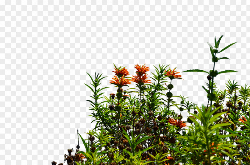 Flower Flowering Plant Tree Shrub PNG