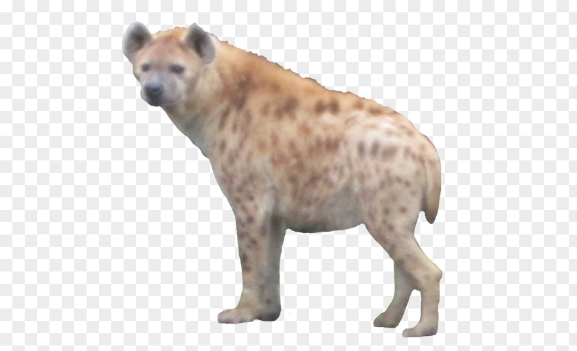 Hyena Google Play Android PNG