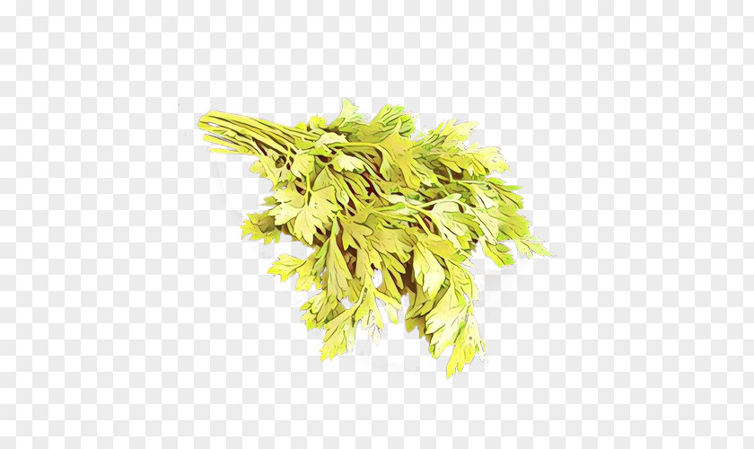 Plant Yellow Leaf Flower Tree PNG