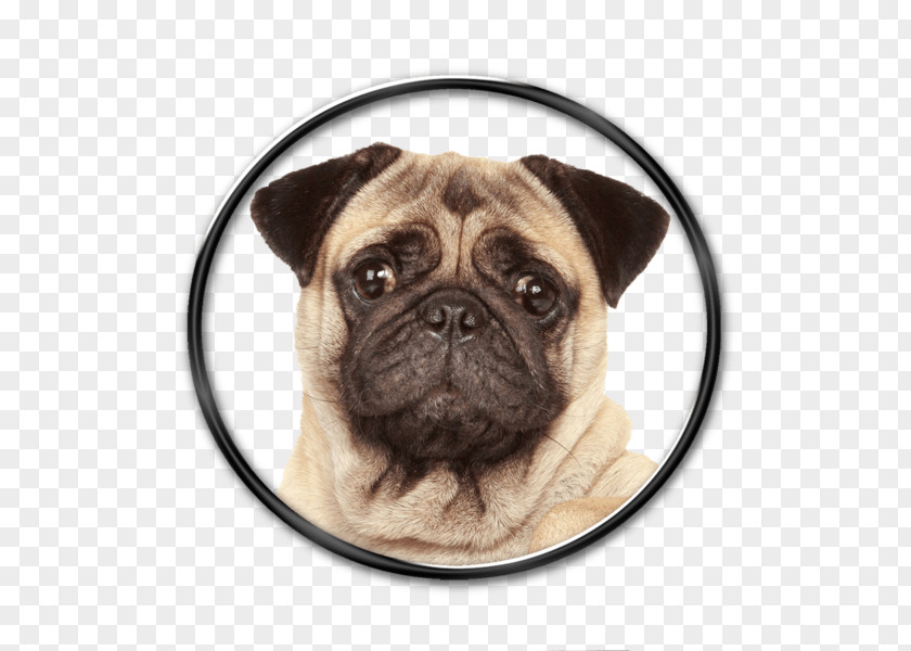 Pug Puppy Stock Photography Portrait PNG