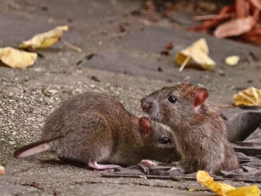 Rat & Mouse Brown New York City Rodent Murids PNG