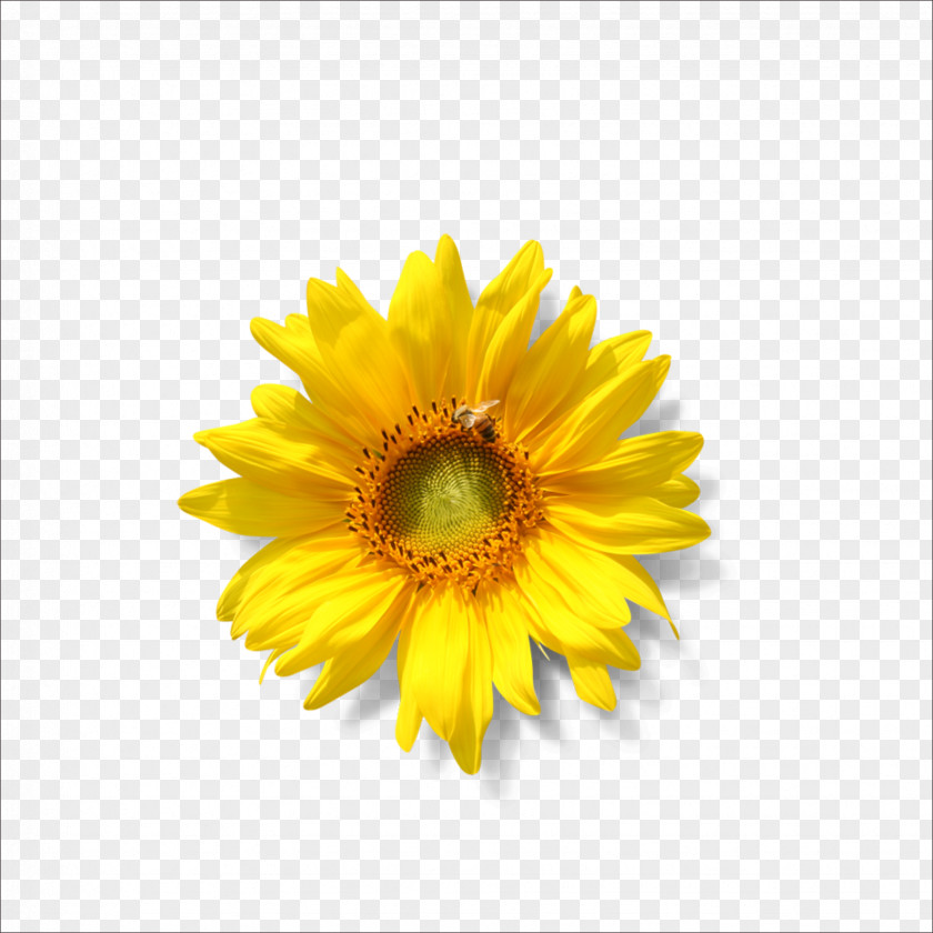 Sunflower Common Lecithin Seed Phospholipid PNG