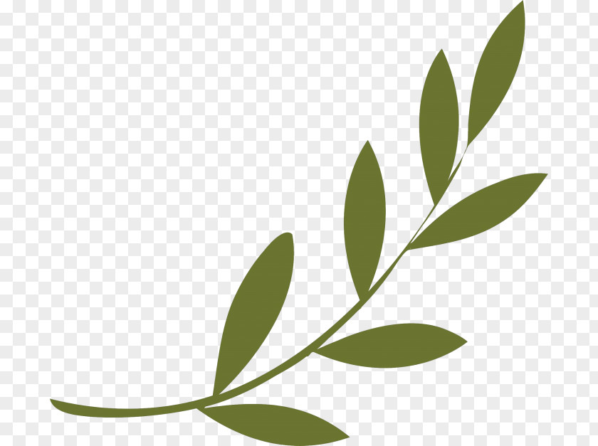 Symbol Olive Branch Peace Symbols Wreath PNG
