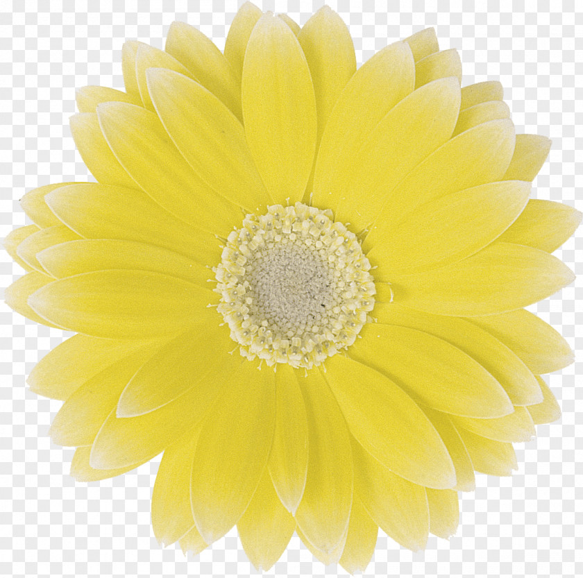 Art Transvaal Daisy Chrysanthemum Cut Flowers PNG