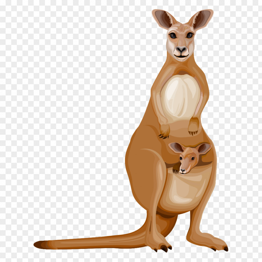 Cartoon Kangaroo Drawing PNG