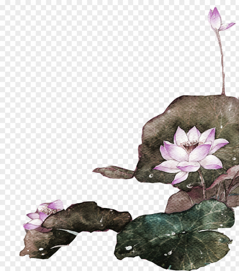 Lavender Fresh Lotus Decoration Pattern Nelumbo Nucifera Green PNG
