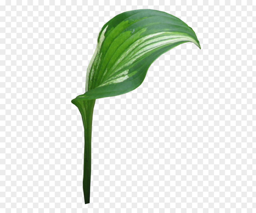 Leaf Plant Stem PNG