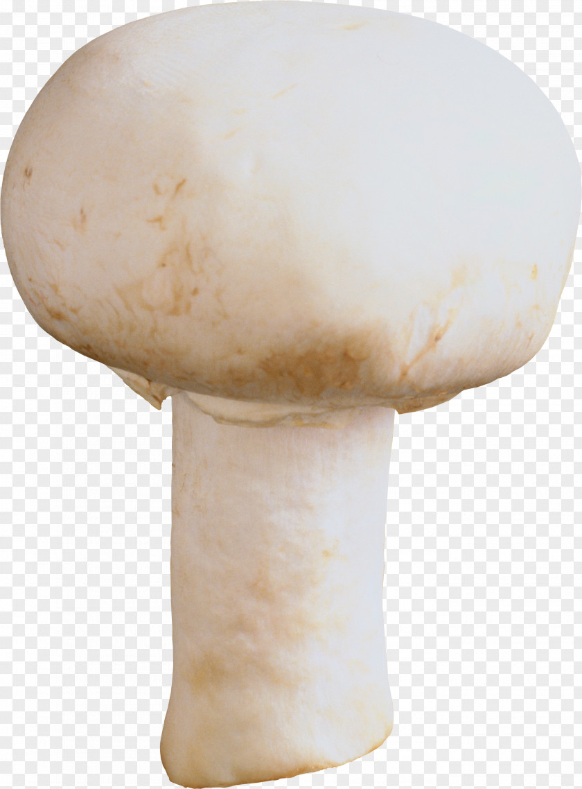 Mushroom Image Festival Pasta Stuffing Common PNG