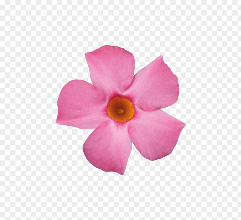 Plant Rocktrumpet Rose Flower Cactaceae PNG