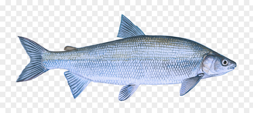 Rayfinned Fish Products Oily Milkfish Bony-fish PNG