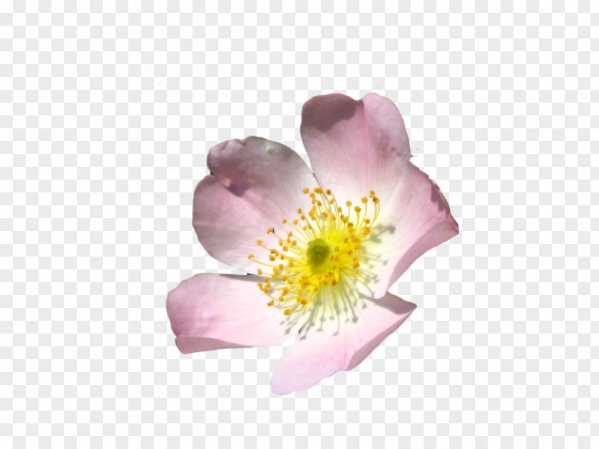 Waterflower Flower Download Clip Art PNG