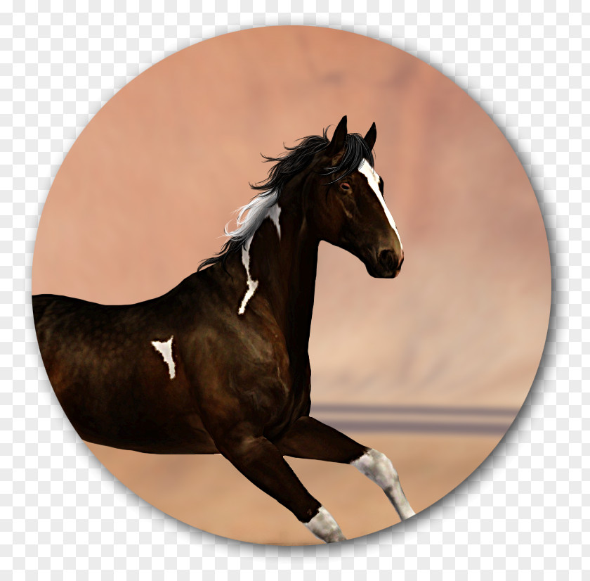 Bornlovely Mustang Rein Mane Stallion Mare PNG