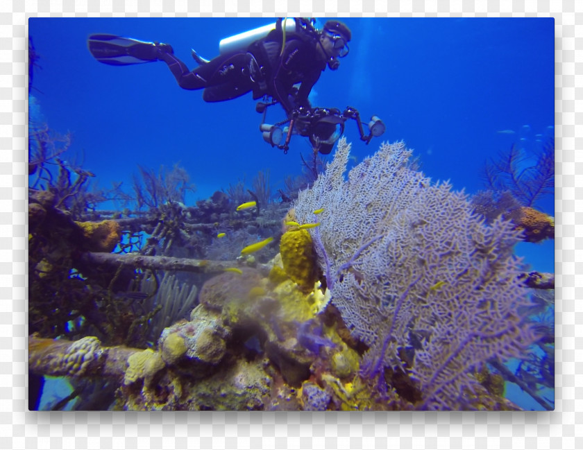 Coral Reef Fish Stony Corals Australian 4WD Hire Underwater PNG