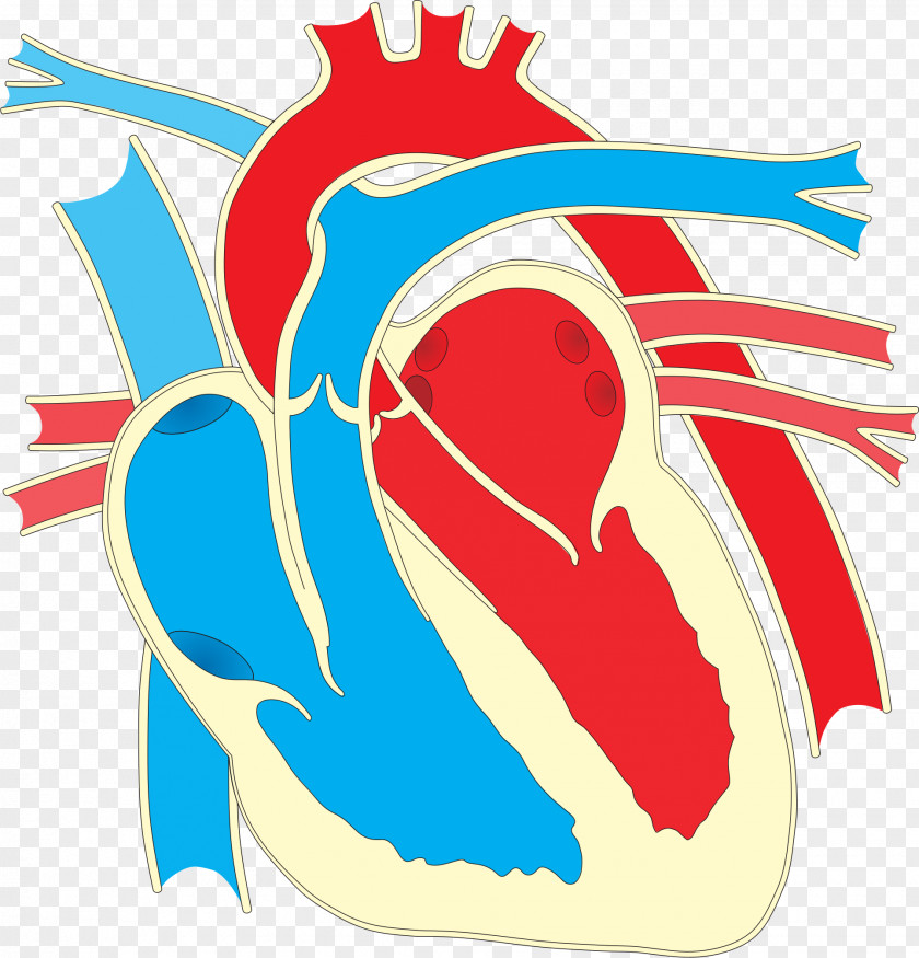 Creative Human Heart Wiring Diagram Drawing Clip Art PNG