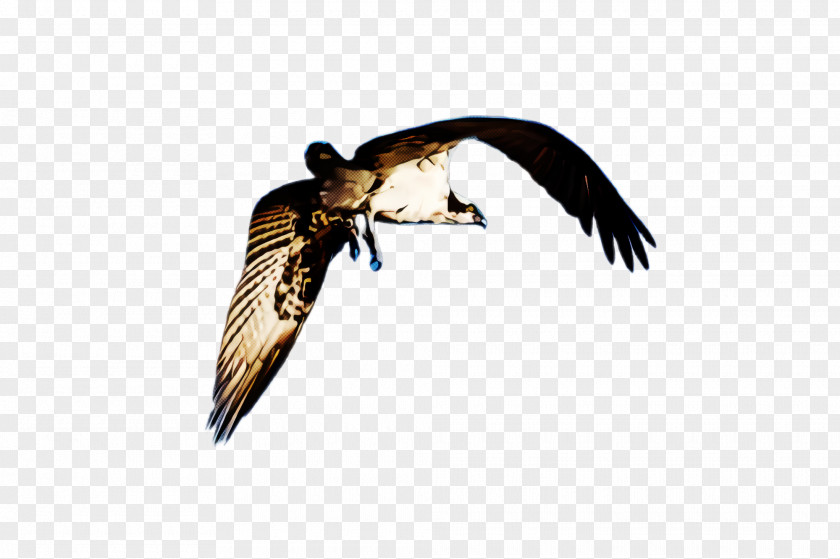 Falconiformes Wing Bird Kite Peregrine Falcon Beak PNG