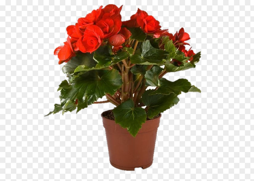 Flower Garden Roses Houseplant Wax Begonia Flowerpot PNG
