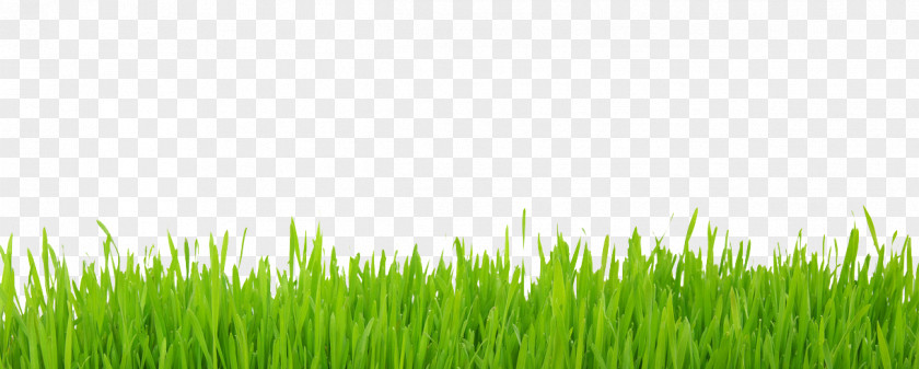 Lawns Lawn Yard Photography PNG