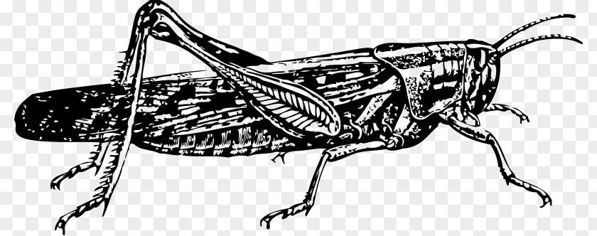 Locust Insect Clip Art PNG