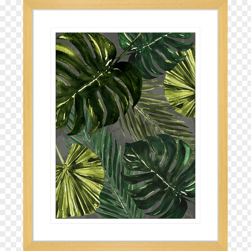 Monstera Frame Picture Frames Film Photography Desktop Wallpaper PNG