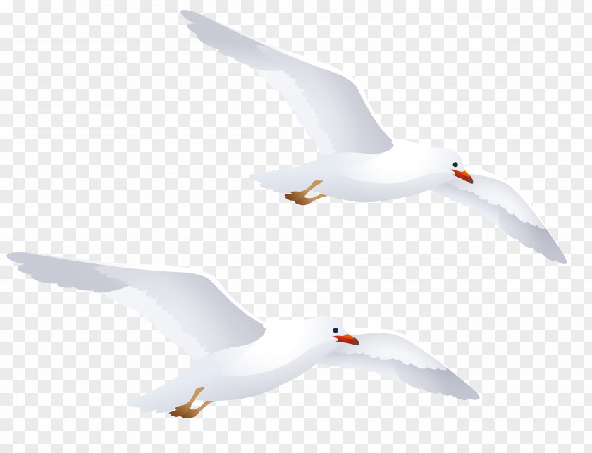 Seagull Water Bird European Herring Gull Gulls Goose PNG