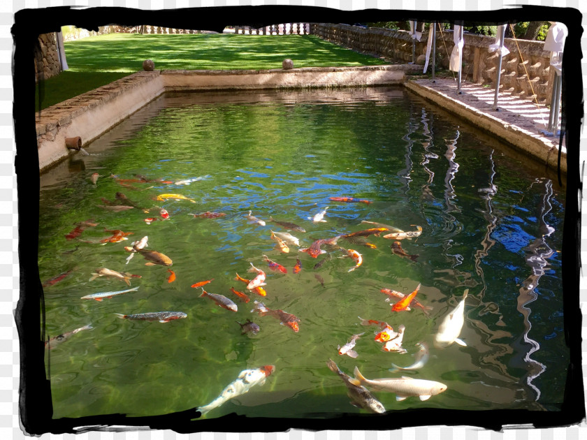Water Koi Fish Pond Resources Feature PNG