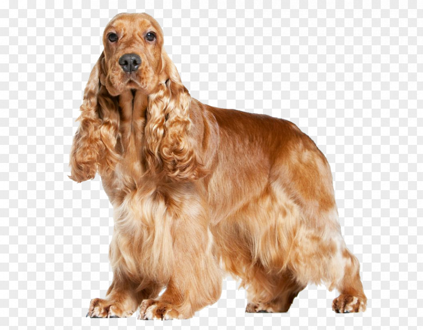 Cocker Spaniel American Field English Sussex Irish Setter PNG