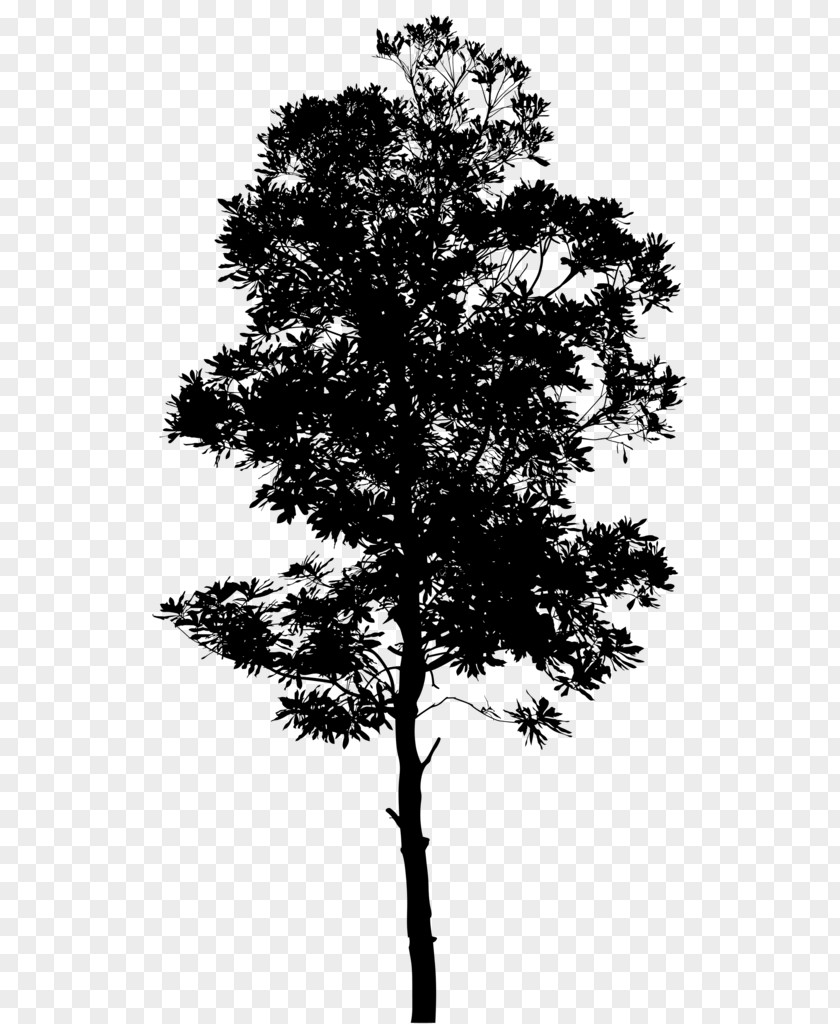 M Paper Algorithm Point Cloud Pine Black & White PNG