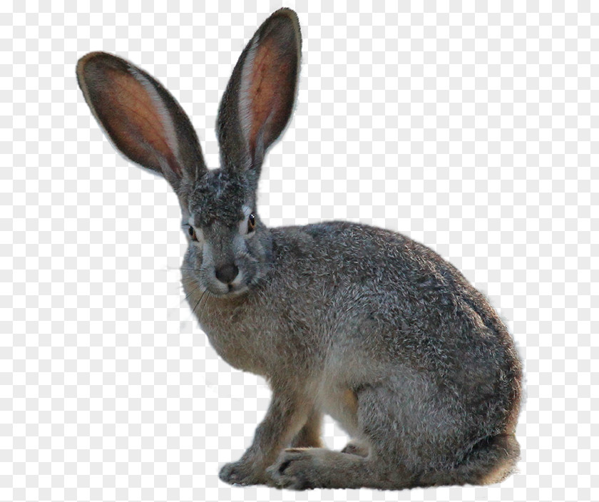 Rabbit Domestic European Hare Arctic Easter Bunny PNG