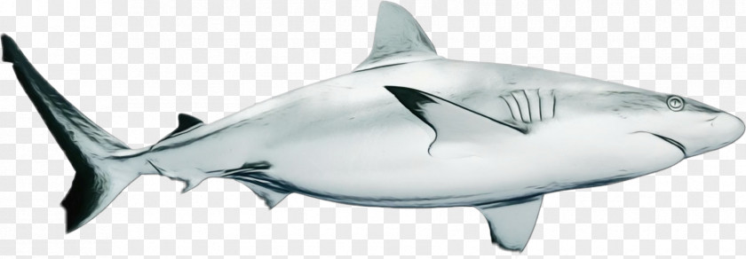 Thunnus Bonyfish Great White Shark Background PNG