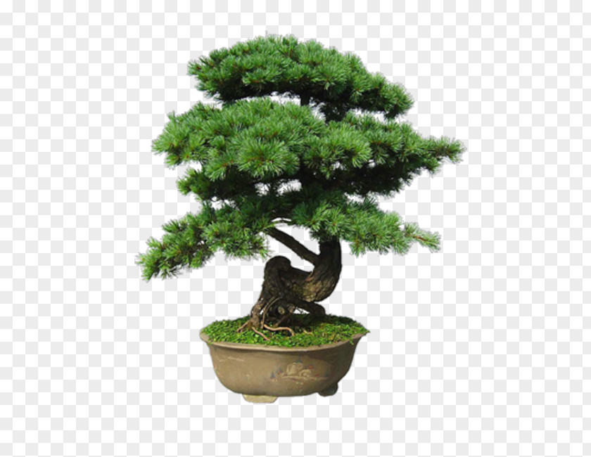 Tree Indoor Bonsai Flowerpot PNG